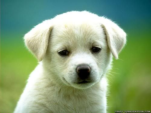 dogs wallpapers. puppy dog wallpaper. cute