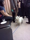 Merola Opera, 02.14.2012 Dog attending Merola Opera reception for the Zheng Cao Opera Fund.