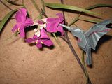 PCOC origami hummingbird Anne Taylor