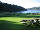 Deer on Angel Island