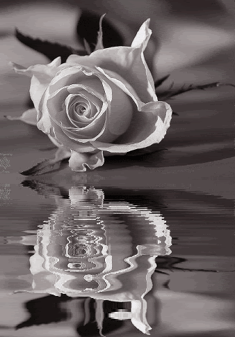 beautiful white rose flowers. White rose water Pictures,