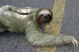 Sloths Claws