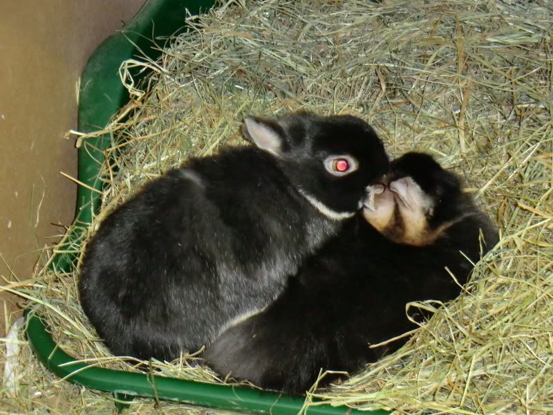 bunnies003-1.jpg