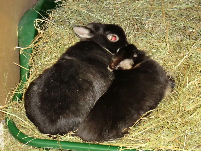 bunnies004-1.jpg