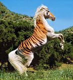 Horse Tiger