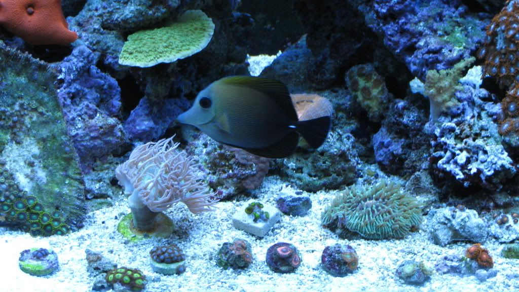 tank2011005.jpg