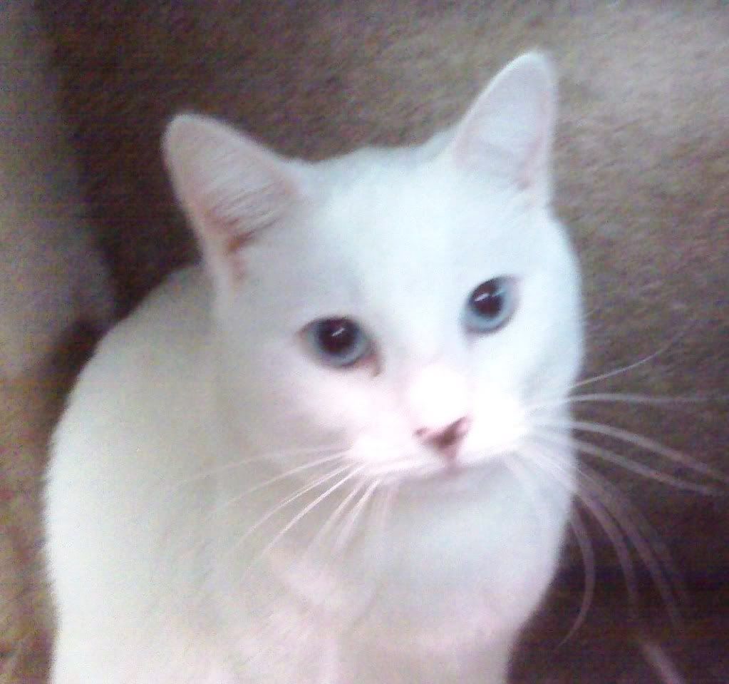 Cassie the white cat at the SPCA