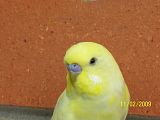 th_yellow01.jpg