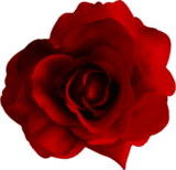 Rose Pictures, Images and Photos