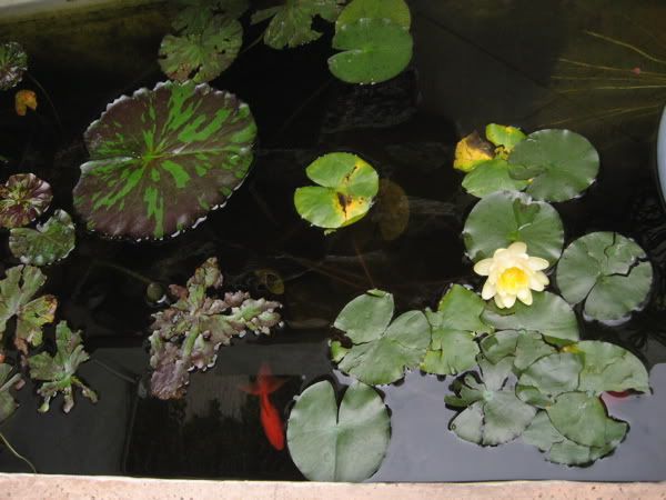 ElEstanque.com - Ver Tema - Fuente-Estanque con cascada adosada a la pared.