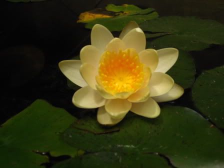 ElEstanque.com - Ver Tema - Fuente-Estanque con cascada adosada a la pared.