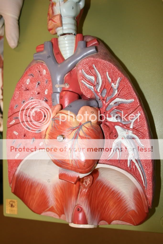 Lung Model Photo by raccanatomy | Photobucket